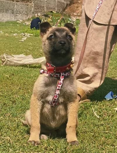 securitydogBhagyari Alsatian age 2 month female