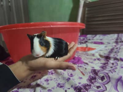 guinea pig 2 piece healthy and active