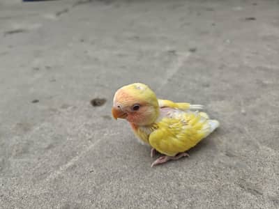 common Latino ka hand tame patha