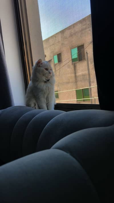 Persian triple coat male cat