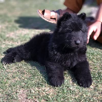 show quality  gsd lowbak black male puppy for sale