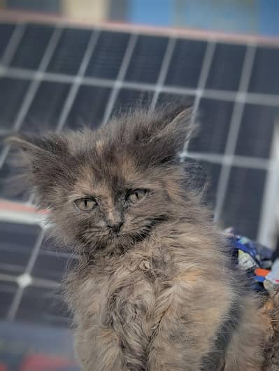 female kitten triple cote cat