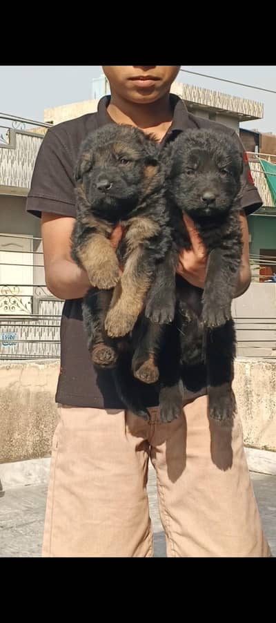 2 females puppies available healthy and active