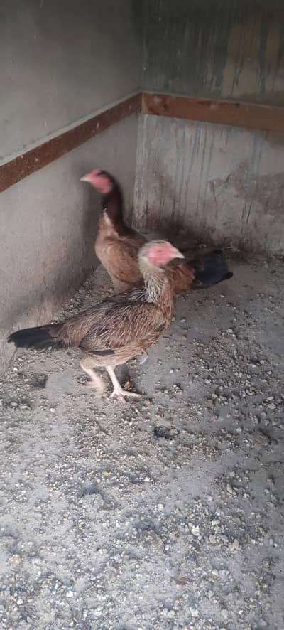 Adeel murgi for sale