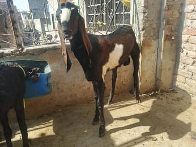 4 chtra 2 Bakra 4 bakria(2 female na bachy dia ha) 1 Wacha