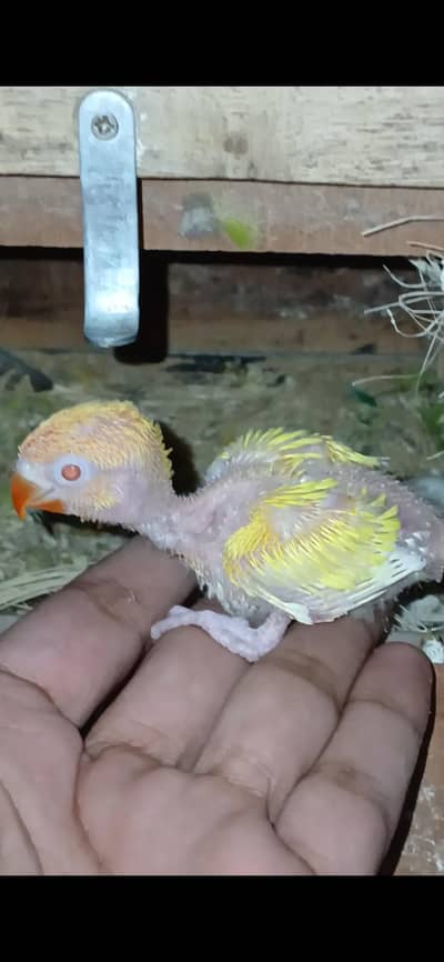 Love Bird Chicks For Handtame - Love Bird Chicks - 2 Chicks Available