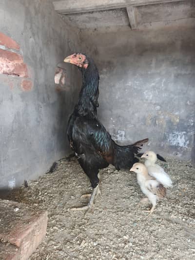 Thai Aseel Hen, White Heera Aseel Hen White Heera Aseel Chiks