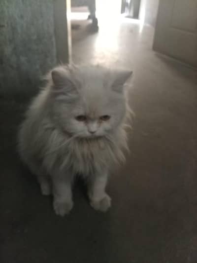 Persian cat