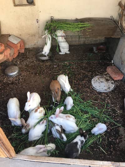 Breeder rabbits complete setup forsale