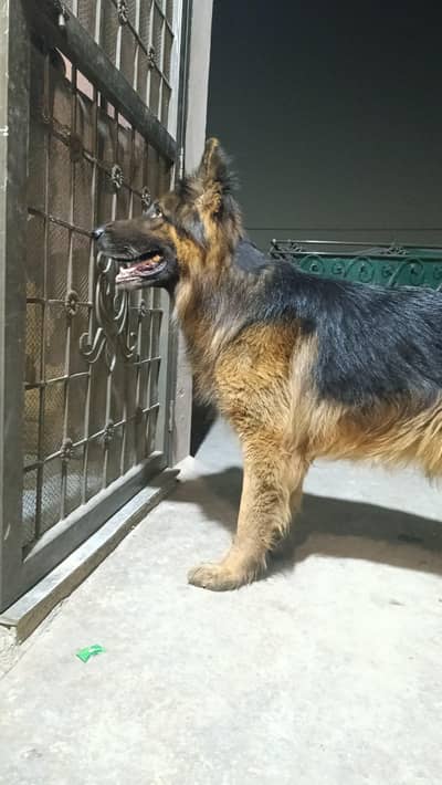 Gsd Male