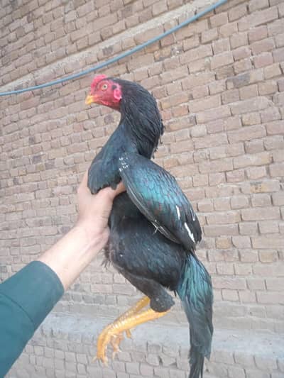 Aseel mushka__ Aseel Heera __heeri madi