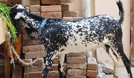 Makhi cheni Gabhan/female/ goat/bakra/bakri