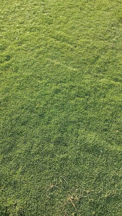 American grass for garden