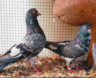 Ali wly Dub wly ch teddy chapray kamager kabutar pigeon