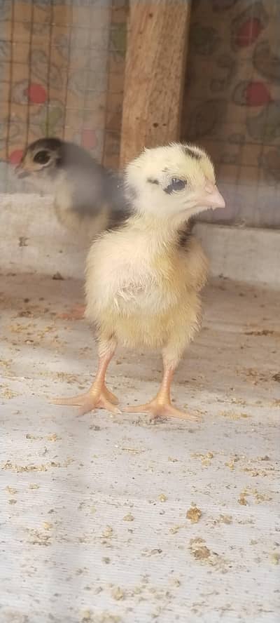 COCO SHAMO CHICKEN UP SHOULDERS