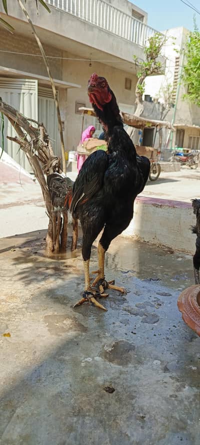 Aseel patha for sale