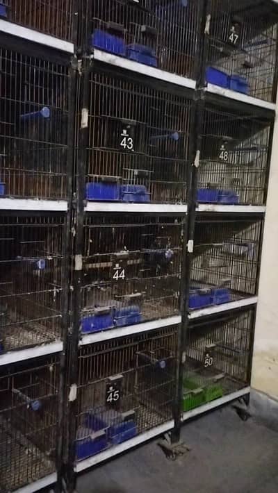 Cage for Lovebirds, cockatiel, Conoor,