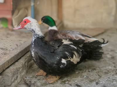 Pure Muscovy Male Duck | Healthy & Mature | Red Face