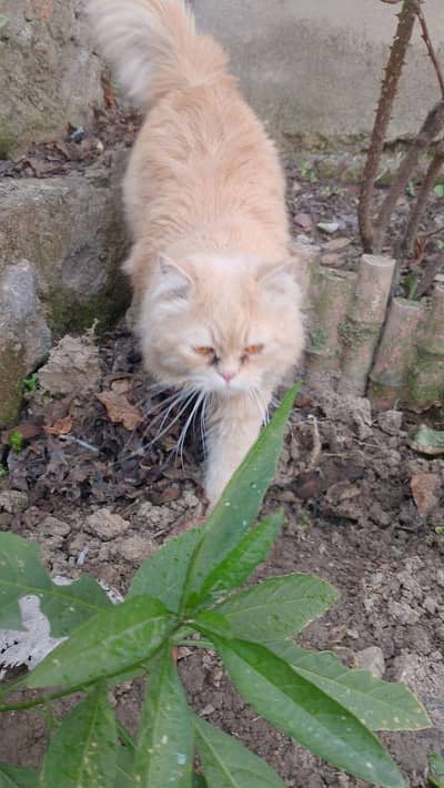 Persian cat