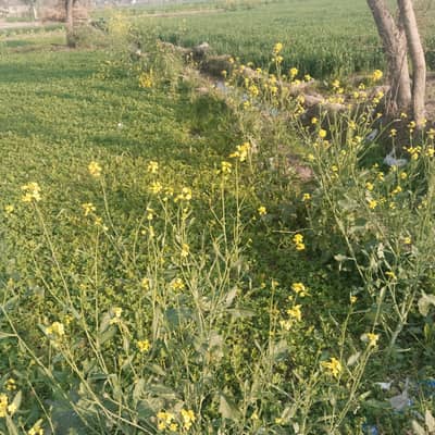 I sell 8 Kanal agricultural land in tehsil Chunian & Kot Radha Kishen. One Kanal to 10 acre land also available