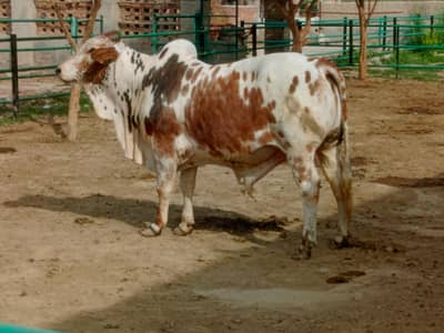 Beautiful Qurbani bull for sale