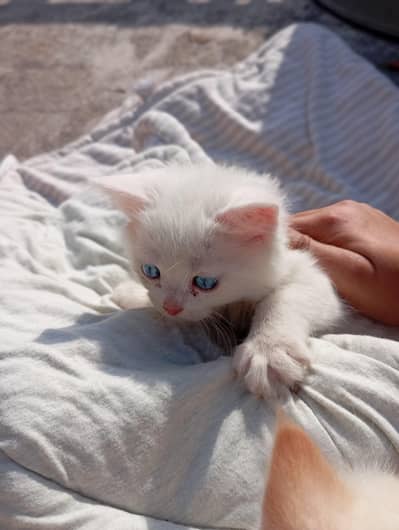 Persian kittens male& female for sale
