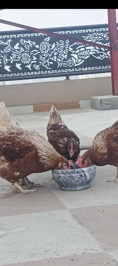 Lohman Brown & Desi Hens