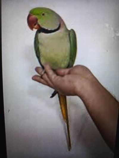 Jungle Raw male for sale