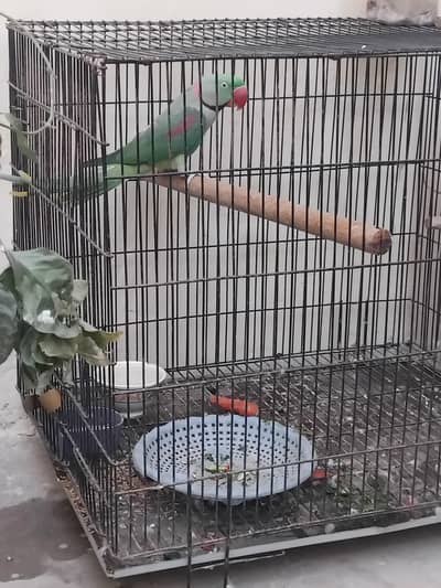 Alexander Raw parrot male for sale breeder 03007325379