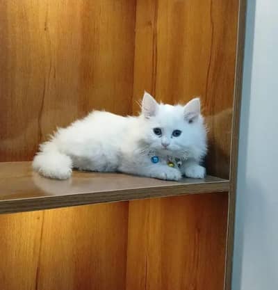 Persian female kitten for sale My WhatsApp number 03 25 022 67 56