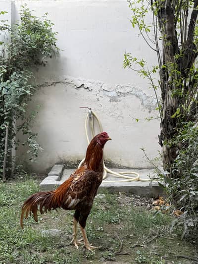 Pure Mianwali Aseel patha