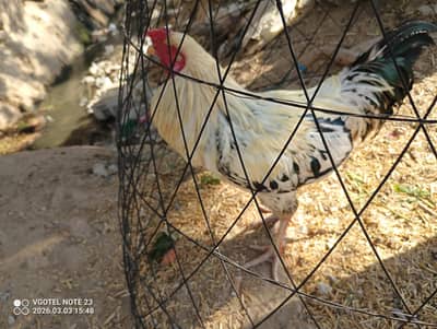 Aseel Murga For Sell