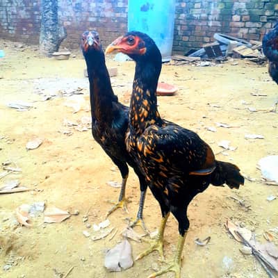 Aseel Thai Brmi Chicks  For Sale