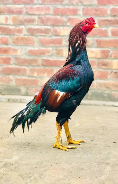 Adeel Mianwali For Sale