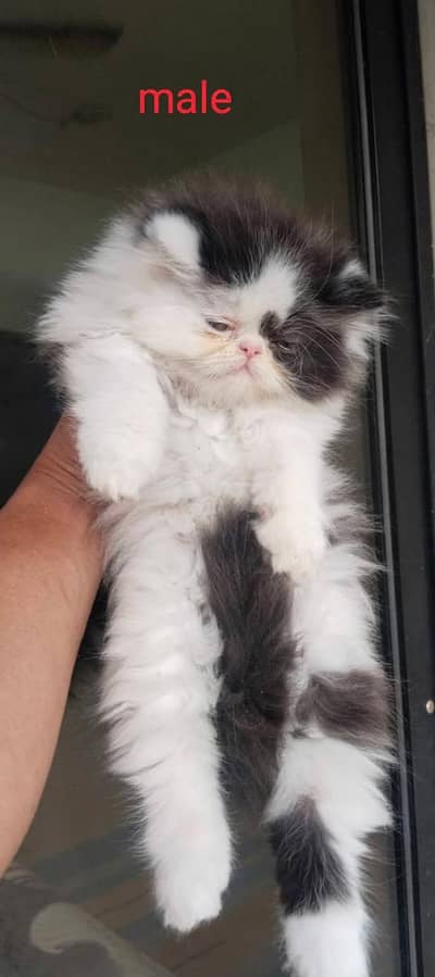 Persian triple coated kittens for sale (adult cats on adoption)