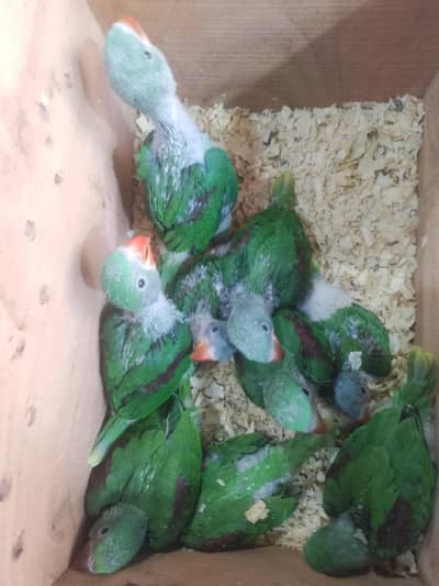 Mashallah raw chicks Available for sale