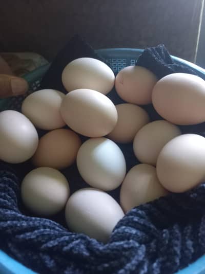 Farm Fresh Desi Eggs – Organic & Healthy