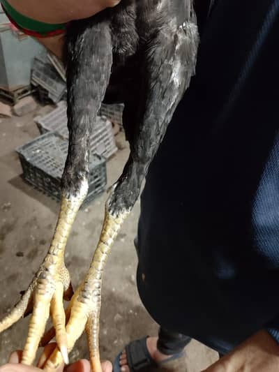 active and healthy murghi