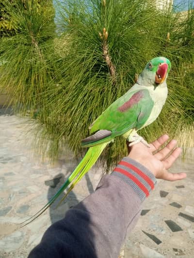 parrot Raw Male
