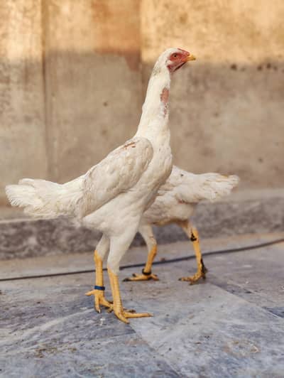 top quality German o shamoo female bird