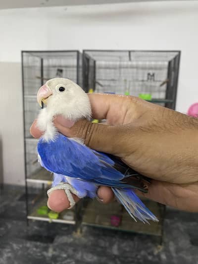 Lovebirds available for sale