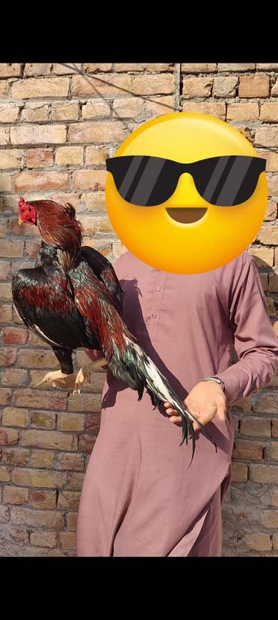 High quality Assel murga 03/40/60/877/02