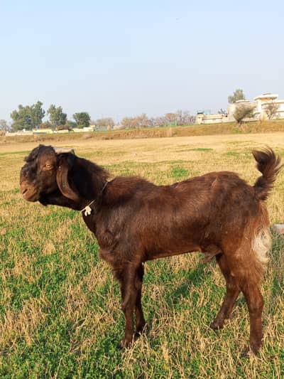 MashaAllah Healthy & Active Brown Bakra for Sale – Best for Qurbani