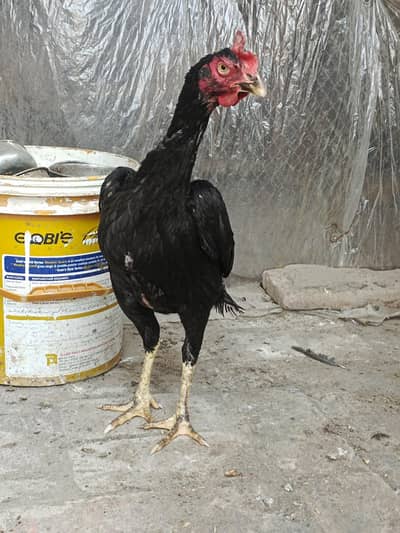 lasani Bengum female