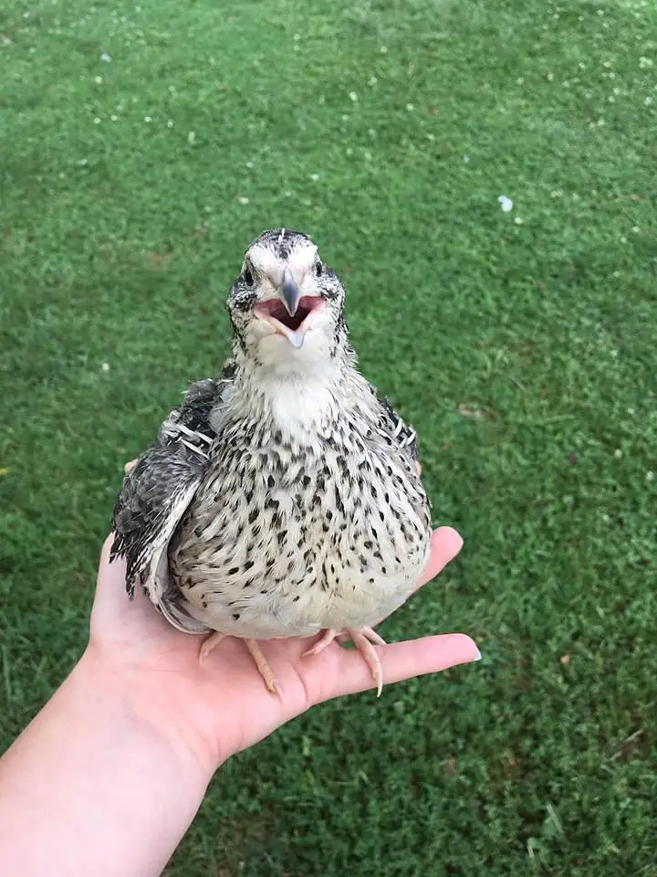 batair/quail