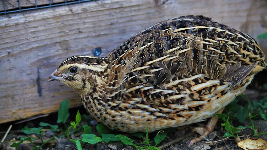 batair/quail — photo 2