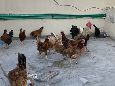 12 murgia or 1 desi murga