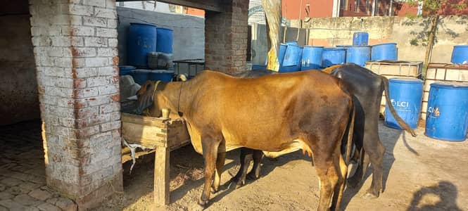 sahiwal fresion cow for sale 3 monts pregnant