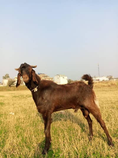 MashaAllah Healthy & Active Brown Bakra for Sale – Best for Qurbani