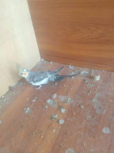 7 Month cocktail good condition my only WhatsApp number 03112186163